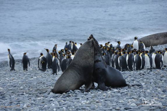 Dois leões-marinho macho medem forças em praia de Salisbury Plain, na Geórgia do Sul